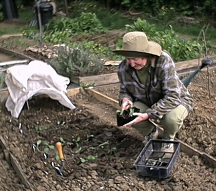 Brassicas (21 April)